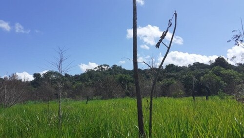 Bild 3 - Grundstück in Presidente Figueiredo