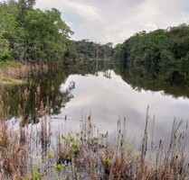 Brasilien 1´500 Ha Tiefpreis-Grundstück Manaus - Itacoatiara