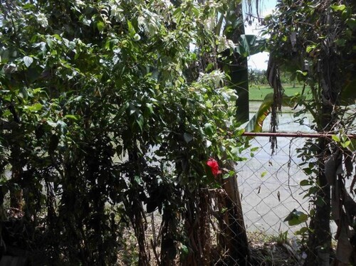 Bild 2 - 4 Zimmer Einfamilienhaus zum Kaufen in Odiongan