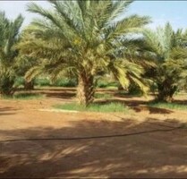 25 ha Landwirtschaftliche Fläche mit Wohnhaus - Errachidia