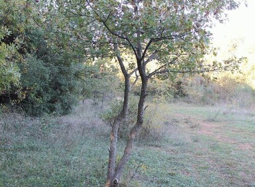 Bild 2 - Grundstück zum Kaufen in Bar-Utejha