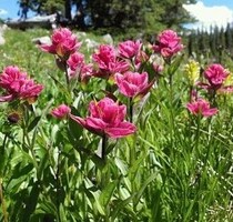 Gartengrundstück 1446 mit Gartenhaus - Globoko