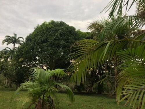 Bild 1 - 294 Hektar - Farmbesitzer in Brasilien werden!