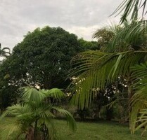 294 Hektar - Farmbesitzer in Brasilien werden! - Presidente Figueiredo