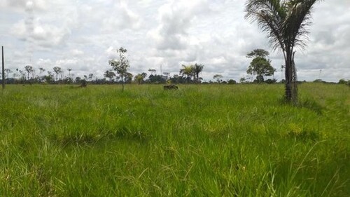 Bild 3 - Grundstück in Presidente Figueiredo