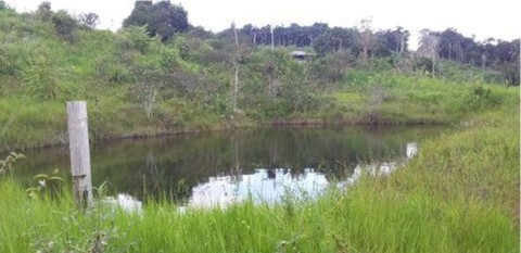 Bild 1 - 150 Ha Tiefpreis-Farm in Brasilien kaufen