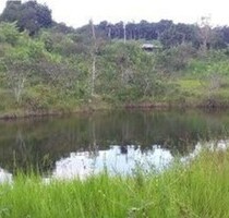 150 Ha Tiefpreis-Farm in Brasilien kaufen - Presidente Figueiredo
