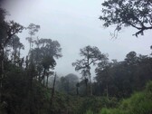 Bild 1 - Wunderschöne Landstück im Ecuador´s Tropischer Wald