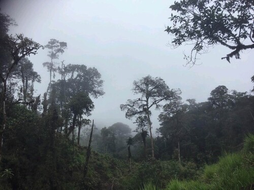 Bild 1 - Wunderschöne Landstück im Ecuador´s Tropischer Wald