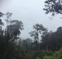 Wunderschöne Landstück im Ecuador´s Tropischer Wald - Intag
