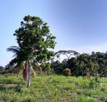 Brasilien 16´500 Ha Grundstück Region Manus - Manaus