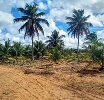 Brasilien 40 Ha grosse Früchte -Farm bei Rio Preto da Eva AM - Manaus
