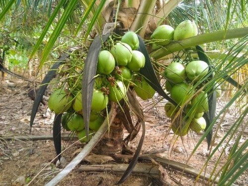 Bild 3 - Grundstück in Manaus