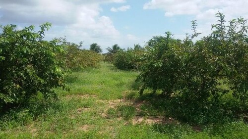 Bild 4 - Grundstück in Manaus zum Kaufen