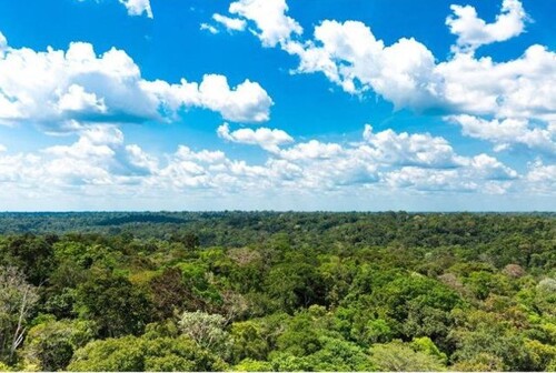 Bild 1 - Brasilien 1´379 Ha grosses Grundstück für Kautschuk-Plantage