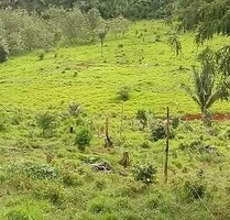 Brasilien 1000 Ha grosses Tiefpreis-Grundstück - Manus