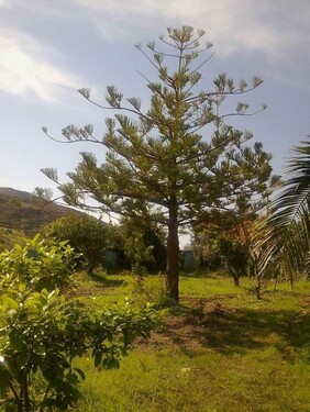 Bild 4 - Einfamilienhaus mit 160,00 m² in Siculiana/Agrigent zum Kaufen