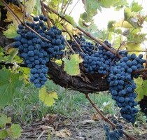 Kleines Weingut im schönsten Teil Lanzarotes Las Palmas - Guatizia/ LANZAROTE