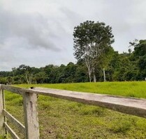 Brasilien 1´085 Ha Fazenda für Rinderzucht Region Rodovia - Manaus