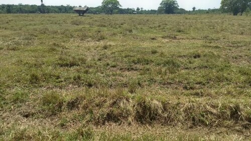 Bild 2 - Grundstück zum Kaufen in Manaus