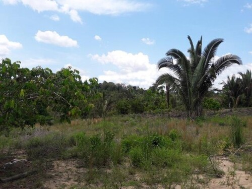 Bild 2 - Grundstück zum Kaufen in Manaus