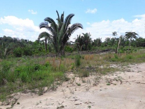 Bild 3 - Grundstück in Manaus