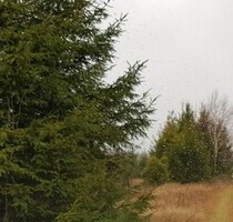 Ostsee Baugrundstücke Polen - 50.000,00 EUR Kaufpreis, ca.  1.500,00 m² in Sarbsk (PLZ: )