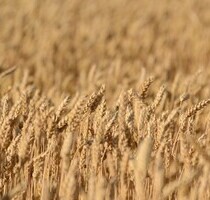 Grundstück in der Ukraine - 200.000,00 EUR Kaufpreis, ca.  9.774,00 m² in Iwano-Frankivsk (PLZ: 77760)