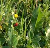 10 Hektar unberührter Jungle in der Nähe von Cancun - Solferino