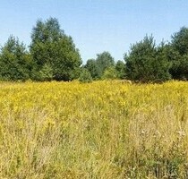 Land zu verkaufen 31 Hektar - 130.000,00 EUR Kaufpreis, ca.  310.000,00 m² in Mbocatay del guaira (PLZ: 2002)