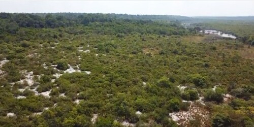 Bild 1 - Brasilien 1000 Ha Grundstück in der Nähe von Manaus