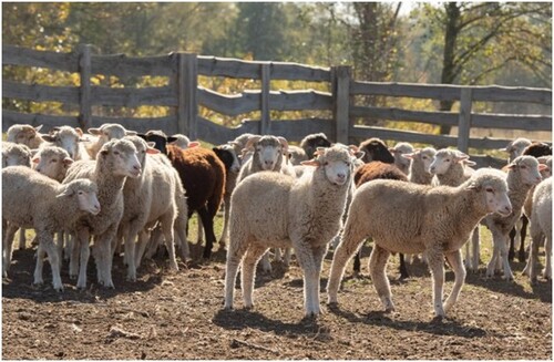 Bild 4 - Einfamilienhaus in Poltava zum Kaufen