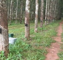 Kautschukplantage - Partner für Gewerbebetrieb gesucht - Cachoeira Alta  Goiás