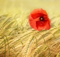 Renoviertes Bauernhaus - 1.350.000,00&nbsp;EUR Kaufpreis, ca.&nbsp; 270,00&nbsp;m&sup2;&nbsp;Wohnfl&auml;che in Simmerschmelz/Roodt (PLZ: 8560)