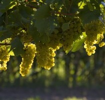 Haus in Rumänien - 157.000,00 EUR Kaufpreis, ca.  165,00 m² Wohnfläche in Sighișoara (PLZ: 545400)