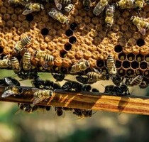Ferienvilla in seltener Traumlage - Carovigno