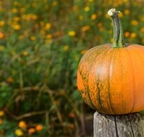 Einfamilienhaus - 15.000,00 EUR Kaufpreis, ca.  100,00 m² Wohnfläche in Gyomaendröd (PLZ: 5502)