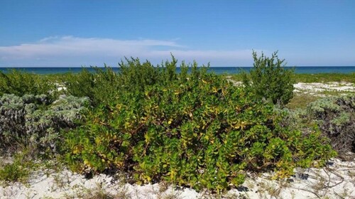 Bild 2 - Grundstück zum Kaufen in Sisal (Hunucma) bei Merida