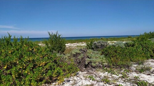 Bild 4 - Grundstück in Sisal (Hunucma) bei Merida zum Kaufen