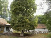 Bild 3 - 2 Zimmer Einfamilienhaus in Csengele