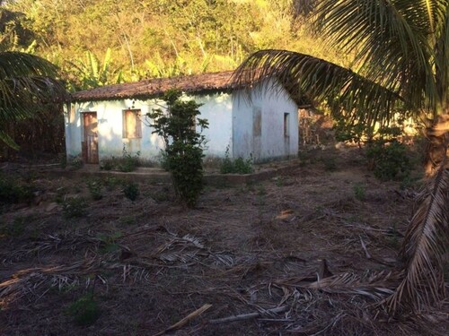 Bild 1 - 2 Bio-Bananenplantagen für Hobby-Liebhaber