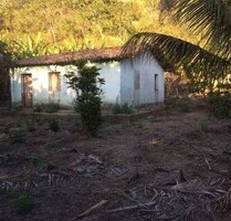 2 Bio-Bananenplantagen für Hobby-Liebhaber - Itapipoca / Uruburetama