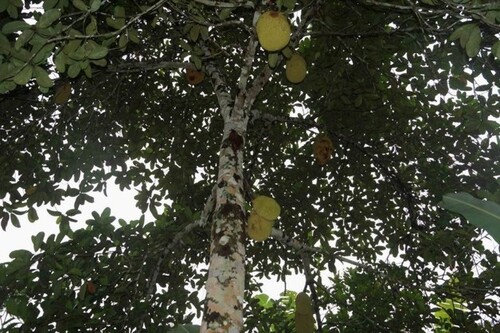 Bild 2 - Grundstück zum Kaufen in Itapipoca / Uruburetama