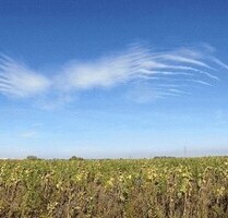 Baugrundstück mit Waldbestand u. Altbestandshaus - Cortemilia