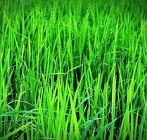 Haus mit Grund zu verkaufen - 40.000,00 EUR Kaufpreis, in Santa Fe (PLZ: )