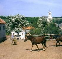 REITERHOF ZUVERKAUFEN IN UNGARN - LOKUT