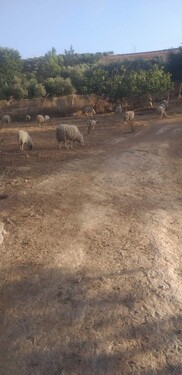 Bild 1 - 34000m2 große Farm zu verkaufen nahe Khemisset