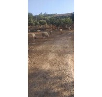 34000m2 große Farm zu verkaufen nahe Khemisset