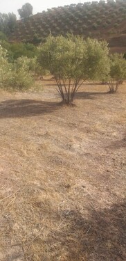 Bild 2 - 2 Zimmer Einfamilienhaus zum Kaufen in Khemisset