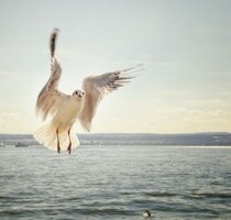 Traumhafte Wohnung mit privatem Strand direkt am Roten Meer - Hurghada